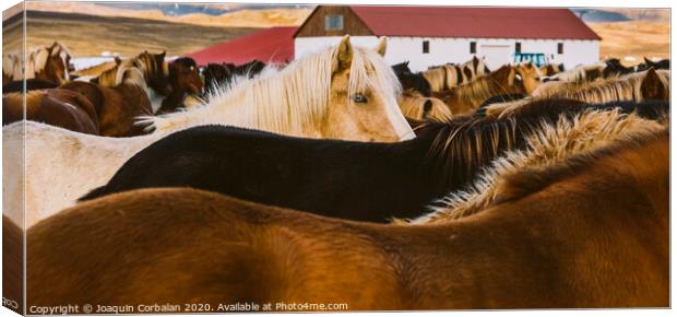 Authentic wild Icelandic horses in nature riding. Canvas Print by Joaquin Corbalan