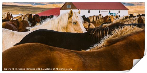 Authentic wild Icelandic horses in nature riding. Print by Joaquin Corbalan
