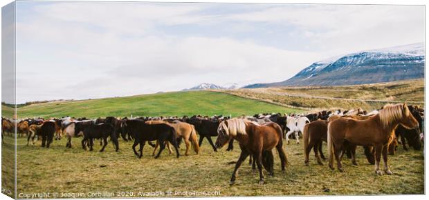 Herd of precious Icelandic horses gathered in a farm. Canvas Print by Joaquin Corbalan