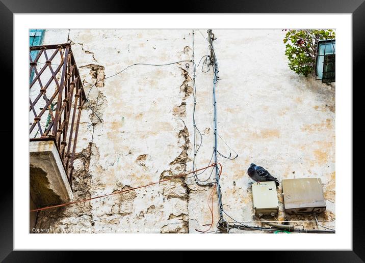 Pigeon perched on the wall of an old abandoned house in an Italian city. Framed Mounted Print by Joaquin Corbalan