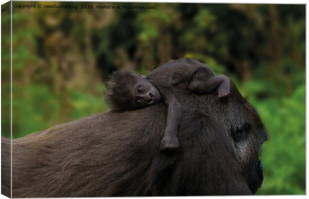 Baby Gorilla Holding On To Her Mother Canvas Print by rawshutterbug 