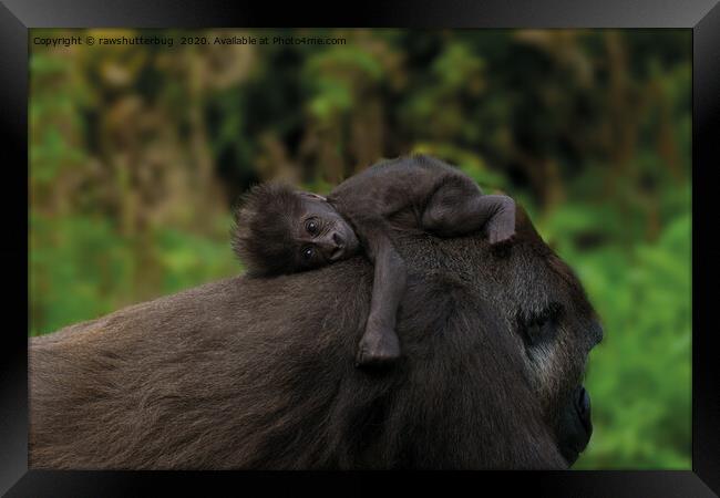 Baby Gorilla Holding On To Her Mother Framed Print by rawshutterbug 