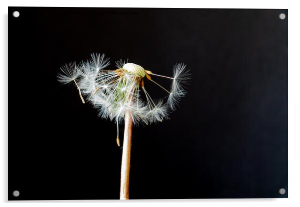 last seeds of summer Acrylic by Derek Corner