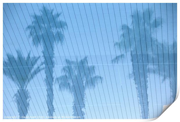Palm Trees Reflections Print by David Pyatt