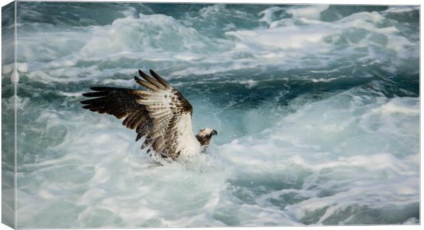 Osprey Fishing Canvas Print by Pete Evans