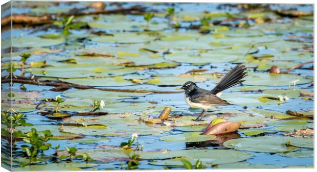 Willie Wagtail on a Lilypond Canvas Print by Pete Evans