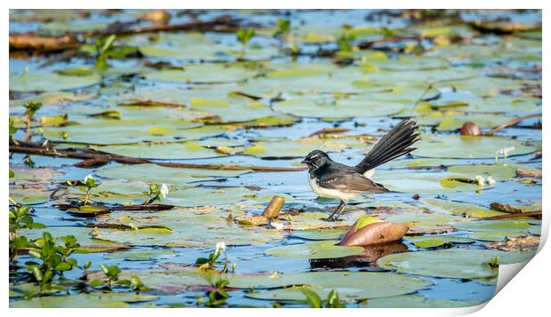 Willie Wagtail on a Lilypond Print by Pete Evans