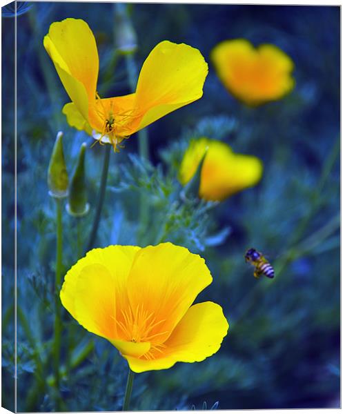 yellow flower 2 Canvas Print by Hassan Najmy