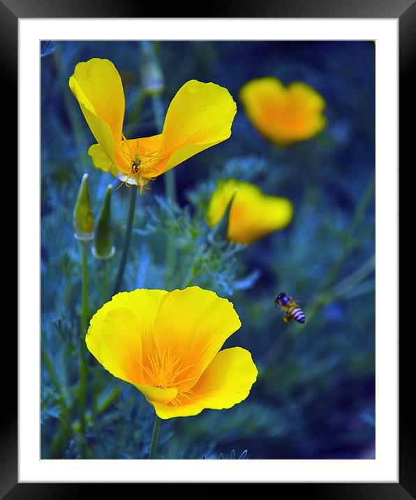 yellow flower 2 Framed Mounted Print by Hassan Najmy
