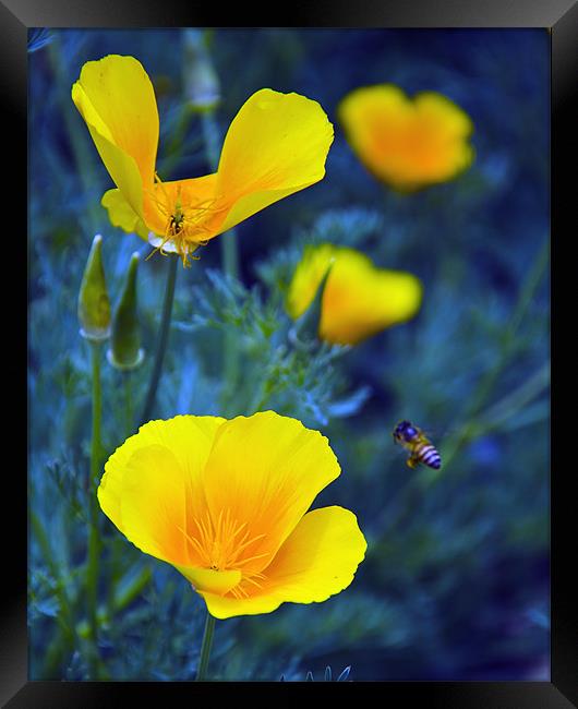 yellow flower 2 Framed Print by Hassan Najmy
