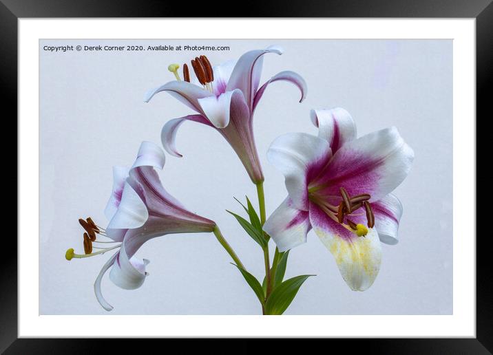 Flower study Framed Mounted Print by Derek Corner