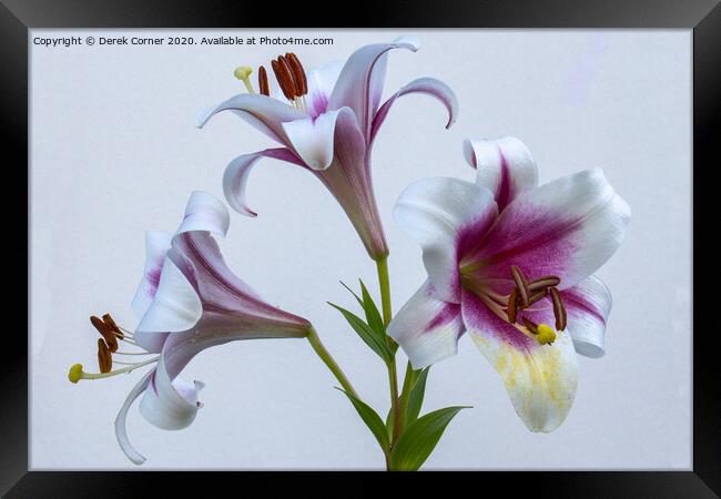 Flower study Framed Print by Derek Corner