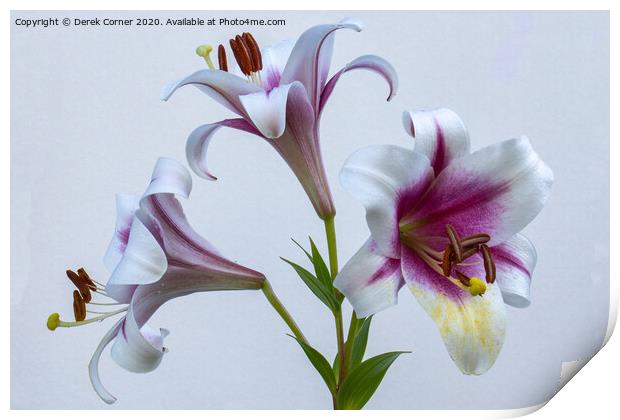 Flower study Print by Derek Corner