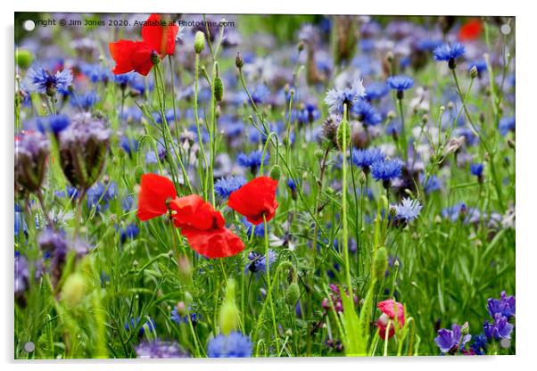Poppies and Cornflowers growing wild Acrylic by Jim Jones