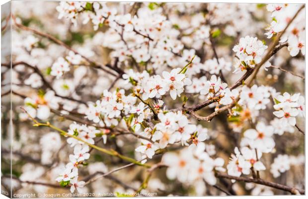 Flowering almond trees during the spring in a Mediterranean city, ideal for a soft background. Canvas Print by Joaquin Corbalan