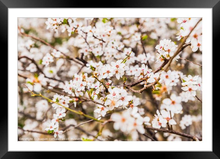 Flowering almond trees during the spring in a Mediterranean city, ideal for a soft background. Framed Mounted Print by Joaquin Corbalan