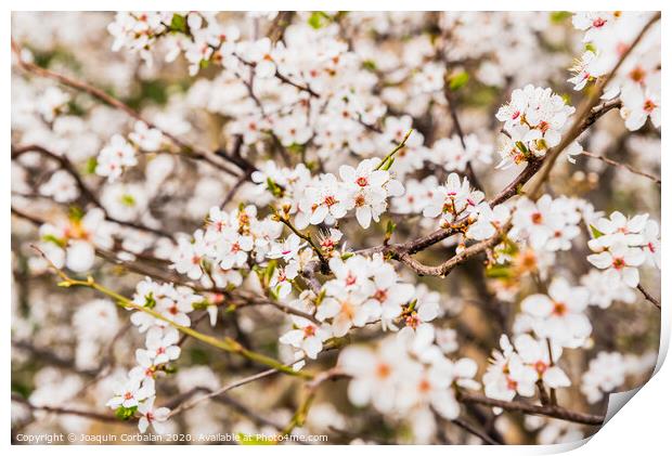 Flowering almond trees during the spring in a Mediterranean city, ideal for a soft background. Print by Joaquin Corbalan