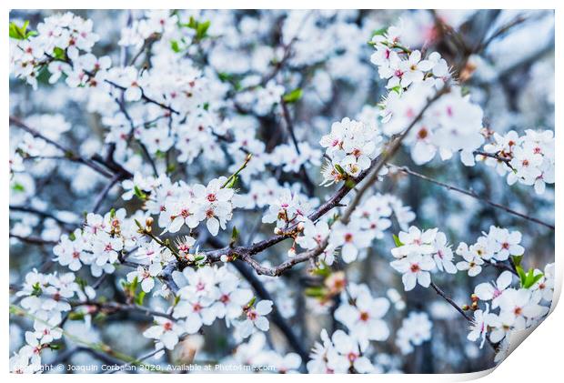 Flowering almond trees during the spring in a Mediterranean city, ideal for a soft background. Print by Joaquin Corbalan