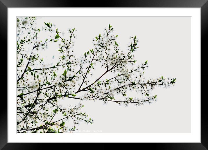 Branches of tree in bloom in spring with cloudy sky background. Framed Mounted Print by Joaquin Corbalan