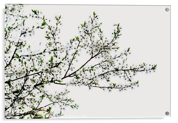 Branches of tree in bloom in spring with cloudy sky background. Acrylic by Joaquin Corbalan