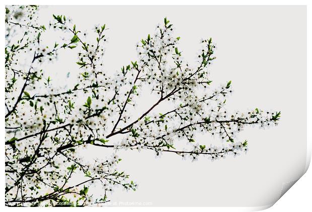 Branches of tree in bloom in spring with cloudy sky background. Print by Joaquin Corbalan