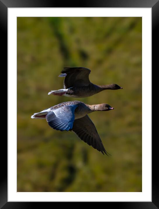 Pink Footed Geese Framed Mounted Print by Duncan Loraine