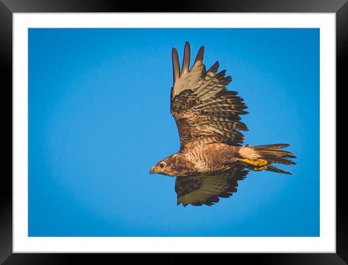 Common Buzzard Framed Mounted Print by Duncan Loraine