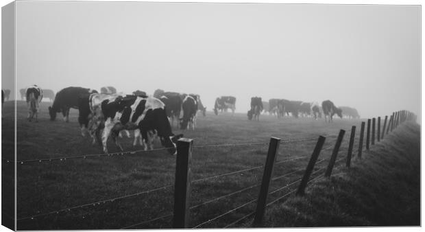 A herd of cattle standing on top of a grass covere Canvas Print by Duncan Loraine