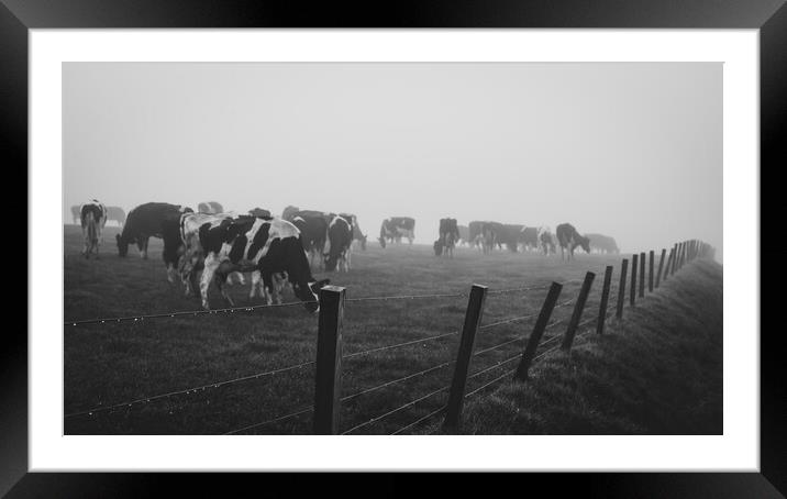 A herd of cattle standing on top of a grass covere Framed Mounted Print by Duncan Loraine