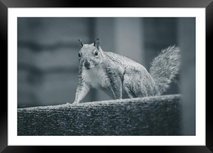 Animal Squirrel  Framed Mounted Print by Duncan Loraine