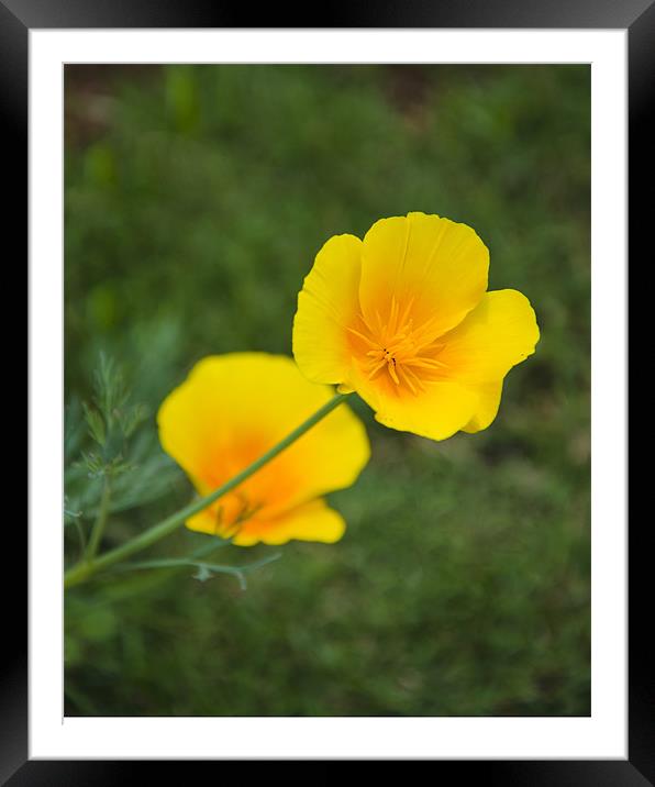two yellow flowers Framed Mounted Print by Hassan Najmy