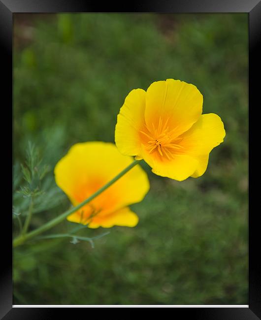 two yellow flowers Framed Print by Hassan Najmy