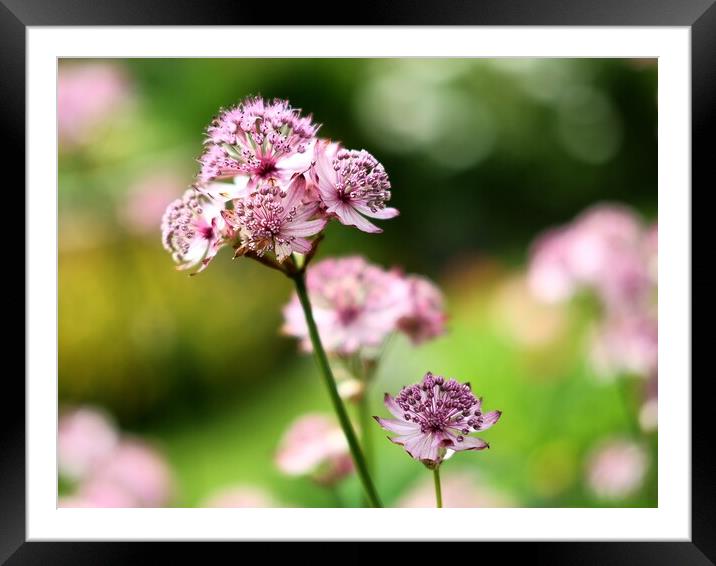 Pink Astrantia Flower Framed Mounted Print by Anne Macdonald