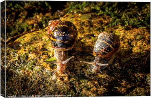 Two garden snails Canvas Print by Don Nealon