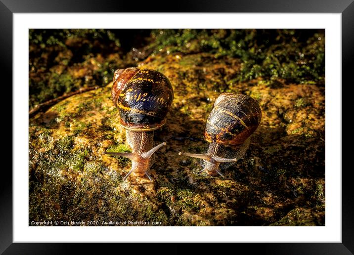 Two garden snails Framed Mounted Print by Don Nealon