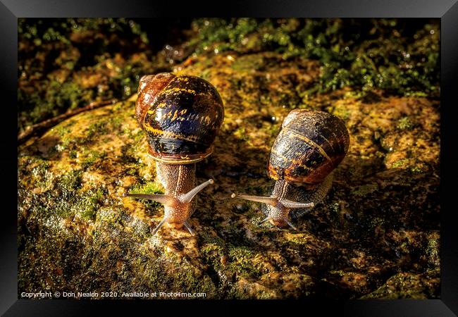 Two garden snails Framed Print by Don Nealon