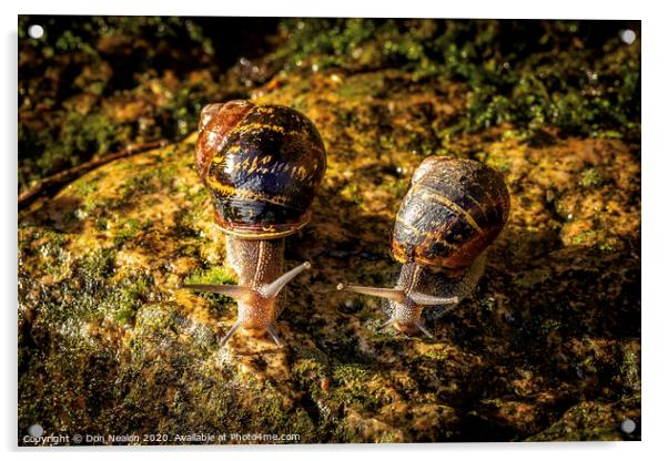 Two garden snails Acrylic by Don Nealon