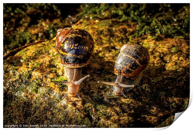 Two garden snails Print by Don Nealon