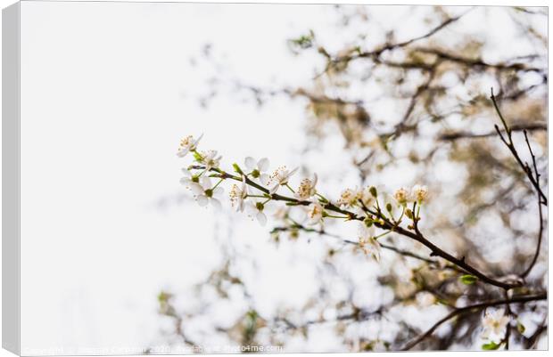 Branches of tree in bloom in spring with cloudy sky background. Canvas Print by Joaquin Corbalan