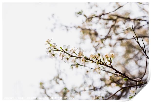 Branches of tree in bloom in spring with cloudy sky background. Print by Joaquin Corbalan