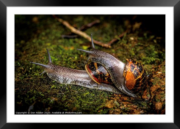 Garden snail hitching a ride Framed Mounted Print by Don Nealon