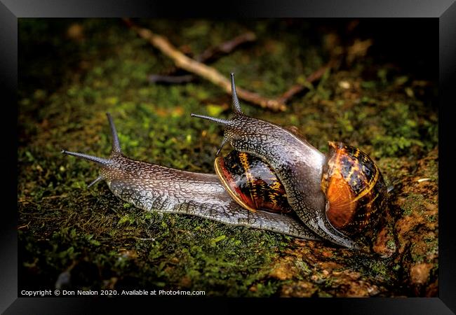 Garden snail hitching a ride Framed Print by Don Nealon