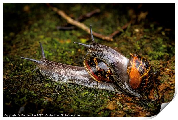 Garden snail hitching a ride Print by Don Nealon