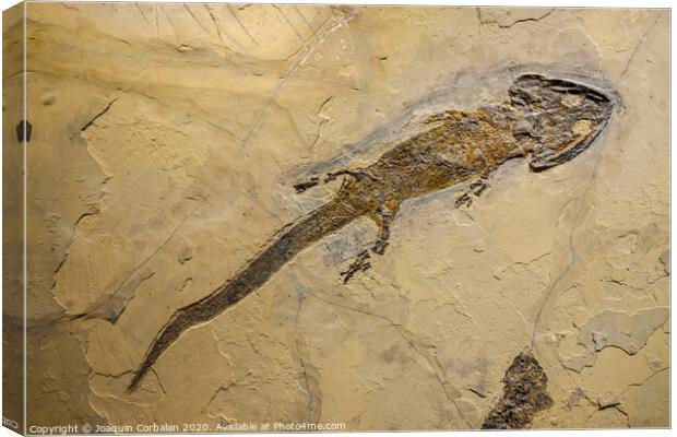 Fossil of an amphibian, sclerocephalus auseris. Canvas Print by Joaquin Corbalan