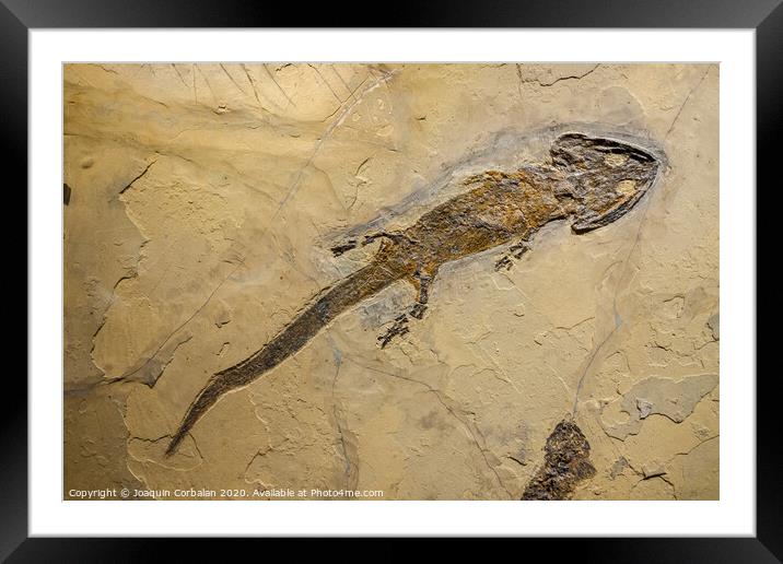 Fossil of an amphibian, sclerocephalus auseris. Framed Mounted Print by Joaquin Corbalan