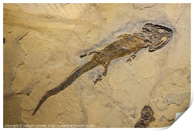 Fossil of an amphibian, sclerocephalus auseris. Print by Joaquin Corbalan