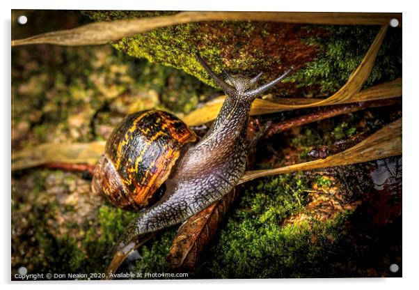 The Mighty Snail Climbs High Acrylic by Don Nealon