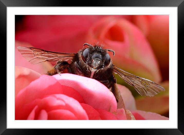 Hairy-footed Flower Bee Framed Mounted Print by Jamie Stokes