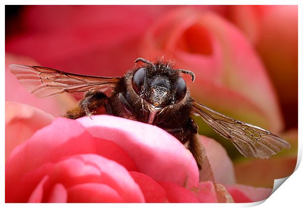 Hairy-footed Flower Bee Print by Jamie Stokes