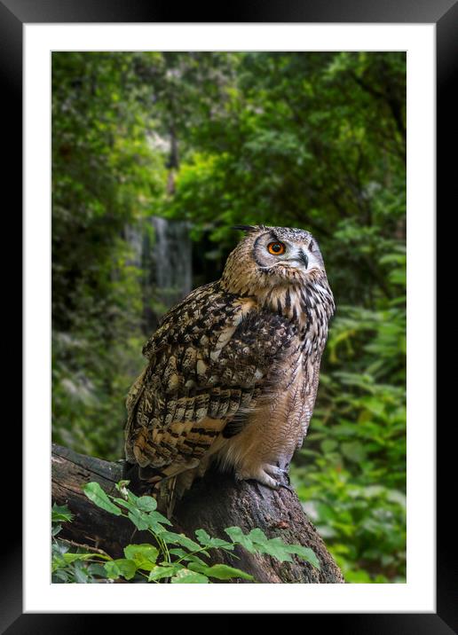 Bengal Eagle Owl Framed Mounted Print by Arterra 
